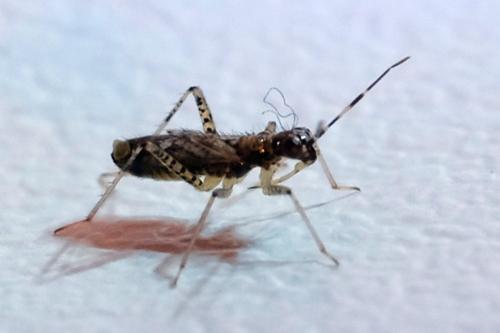 Réf. 274 728 : Dicyphus sp.
